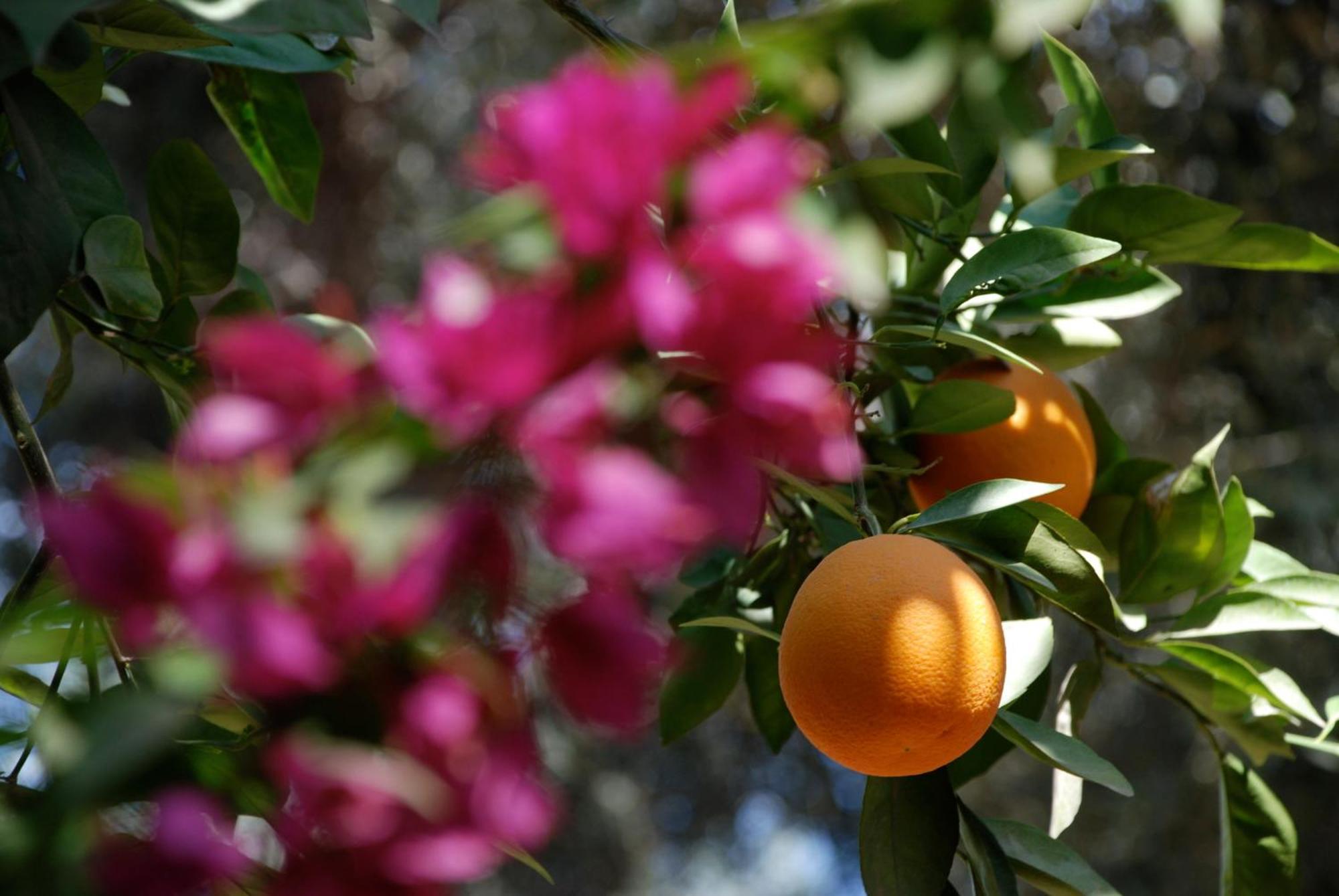 Hotel Dar Zitoune Taroudant Esterno foto